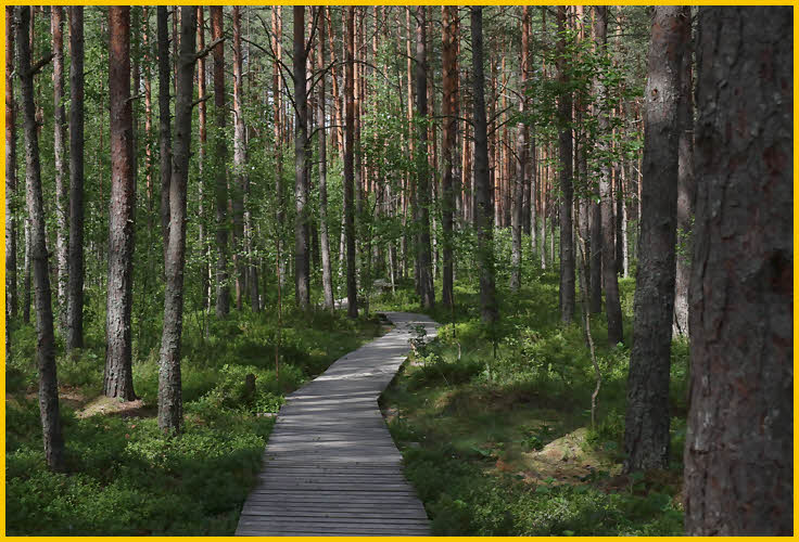 Boardwalk through Forest